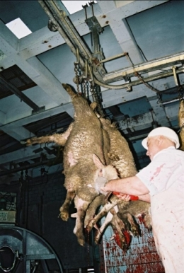 abattoirs, condition animale, transports animaux, végétarisme, protection animale, droits des animaux, Jean-Luc Daub, Ces bêtes qu'on abat, maltraitance, législation animale, viande ; animaux, animal ; bêtes, fraternité, abattage rituel, halal, hallal, casher
