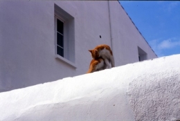 P2.21 chat roux.jpg