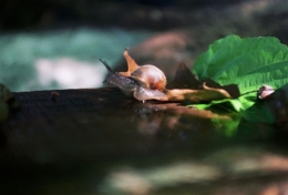 Roll1_l'escargot2.jpg