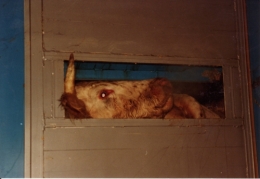  abattoirs, condition animale, transports animaux, végétarisme, protection animale, droits des animaux, Jean-Luc Daub, Ces bêtes qu'on abat, maltraitance, législation animale, viande ; animaux, animal ; bêtes, fraternité, abattage rituel, halal, hallal, casher
