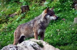 c-est-en-juin-2011-que-la-presence-du-loup-est-formellement-averee-en-franche-comte-il-a-ete-photog.jpg