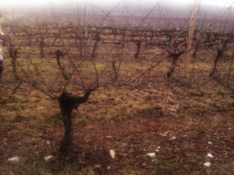 IMAG0541.jpg