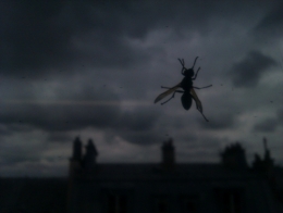 mouche de Mavra.jpg