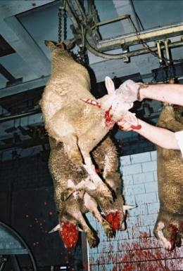abattoirs,condition animale,transports animaux,végétarisme,protection animale,droits des animaux,jean-luc daub,ces bêtes qu'on abat,maltraitance,législation animale