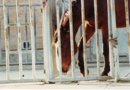  abattoirs, condition animale, transports animaux, végétarisme, protection animale, droits des animaux, Jean-Luc Daub, Ces bêtes qu'on abat, maltraitance, législation animale