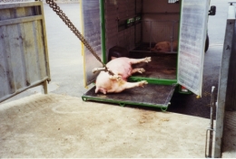 abattoirs, condition animale, transports animaux, végétarisme, protection animale, droits des animaux, Jean-Luc Daub, Ces bêtes qu'on abat, maltraitance, législation animale, viande ; animaux, animal ; bêtes, fraternité