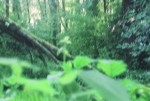 Roll1.Fouillis vert33.jpg