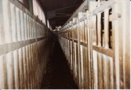 60. Couloir de la mort pour bovins dans un abattoir, Jean-Luc Daub