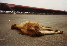 abattoirs,condition animale,transports animaux,végétarisme,protection animale,droits des animaux,jean-luc daub,ces bêtes qu'on abat,maltraitance,législation animale,viande ; animaux,animal ; bêtes,fraternité,abattage rituel,halal,hallal,casher