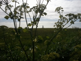 Orso, Tieri Briet, Le Vent