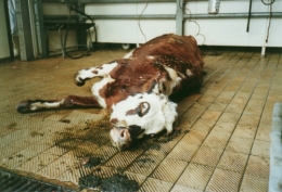 abattoirs, condition animale, transports animaux, végétarisme, protection animale, droits des animaux, Jean-Luc Daub, Ces bêtes qu'on abat, maltraitance, législation animale, viande