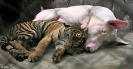 tendresse-entre-une-truie-et-un-tigre_9027_w560.jpg