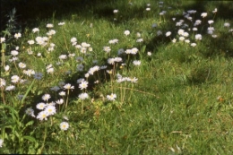 paquerettes 1.jpg