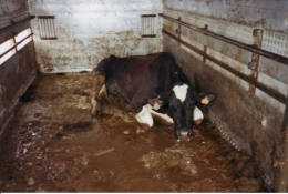  abattoirs, condition animale, transports animaux, végétarisme, protection animale, droits des animaux, Jean-Luc Daub, Ces bêtes qu'on abat, maltraitance, législation animale, viande ; animaux, animal ; bêtes, fraternité