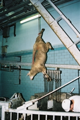  abattoirs, condition animale, transports animaux, végétarisme, protection animale, droits des animaux, Jean-Luc Daub, Ces bêtes qu'on abat, maltraitance, législation animale