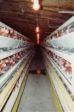 abattoirs, condition animale, transports animaux, végétarisme, protection animale, droits des animaux, Jean-Luc Daub, Ces bêtes qu'on abat, maltraitance, législation animale, viande ; animaux, animal ; bêtes, fraternité, abattage rituel, halal, hallal, casher