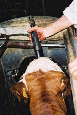 abattoirs, condition animale, transports animaux, végétarisme, protection animale, droits des animaux, Jean-Luc Daub, Ces bêtes qu'on abat, maltraitance, législation animale, viande ; animaux, animal ; bêtes, fraternité