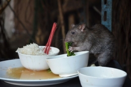 Rat.jpg