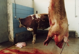 abattoirs, condition animale, transports animaux, végétarisme, protection animale, droits des animaux, Jean-Luc Daub, Ces bêtes qu'on abat, maltraitance, législation animale, viande ; animaux, animal ; bêtes, fraternité