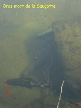 poissons,maladies,pathologie des poissons,doubs,doubs-franco-suisse,montbéliard