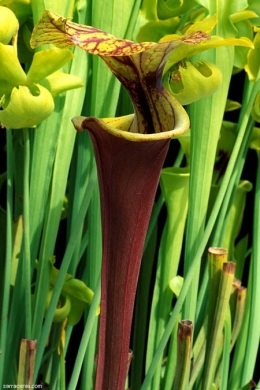 espèces invasives,frelon asiatique,abeilles,piègeage,dioxyde de soufre