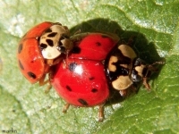 Harmonia_axyridis_logo.jpg