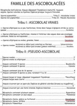 Ascobolacees.jpg