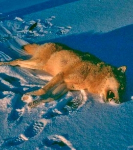 loup, suède,extinction d'espèces,prédation humaine,prédation,prédateurs, grands canidés,