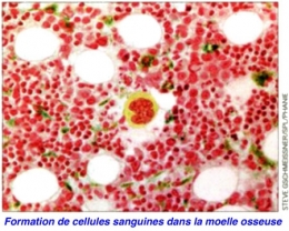 Cellules-souches-cardiaques-photo.jpg