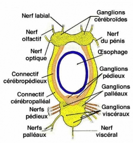 escargot-cerveau7-1.jpg