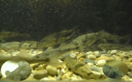 poissons,rivière,pêche,doubs,rhône,loue,durance,ardèche,drôme