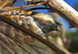 insectes,homoptères,cigale,cicadidés,cicadidae