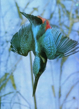 Martin-pêcheur_04-1.jpg