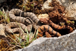 vipère aspic,vipera aspis,ophidiens de france,serpents,serpents venimeux