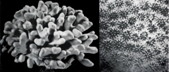 041_Porites furcata_03-1.jpg