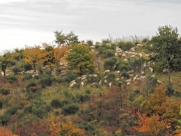 loup,attaques,prédateurs,patou,montagne des pyrénées,chien des pyrénées