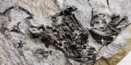 reptiles,chéloniens,tortues,phylogénie des tortues