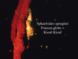154Tetraodon2-1.jpg