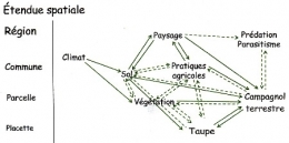 02campagnol-puzzle écologique104.jpg