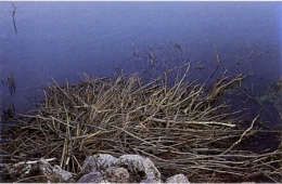 castor fiber,castor canadensis,bièvre,pascal juif