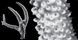 34-A-cervicornis_03-1.jpg