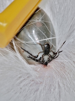 tique,ixode,maladie de lyme,parasitologie,ectoparasites,vecteurs de maladie,acariens,arachnides,arthropodes
