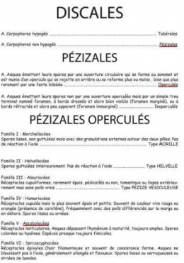 Discales.jpg