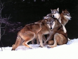 loup,traces,empreintes