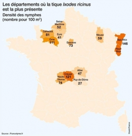 tique,ixode,maladie de lyme,parasitologie,ectoparasites,vecteurs de maladie,acariens,arachnides,arthropodes