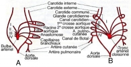 Salamandre_AC1-1.jpg