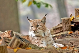 Lynx_Vosges.jpg