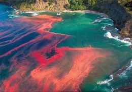 loue,poissons,pollution,cyanobactéries,algues bleues,bloom,efflorescence,oscillatoria