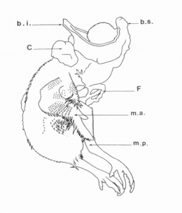Fig-1-450.jpg