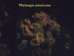 25Phyllangia_americana-1.jpg